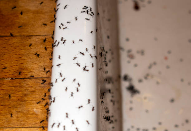 Best Affordable Pest Control Services  in Aztec, NM