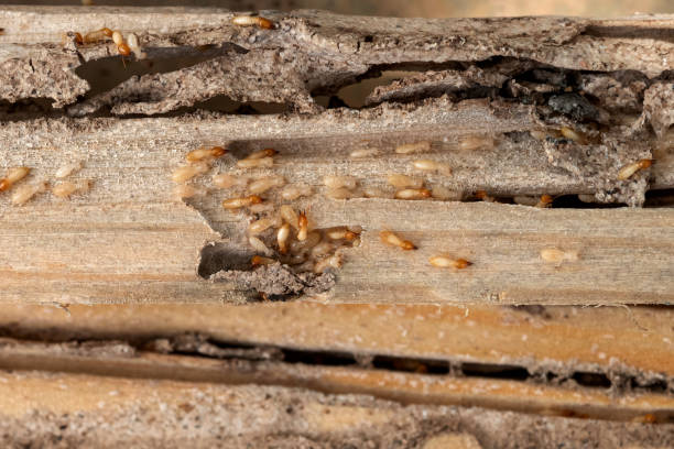 Reliable Aztec, NM Pest Control Solutions